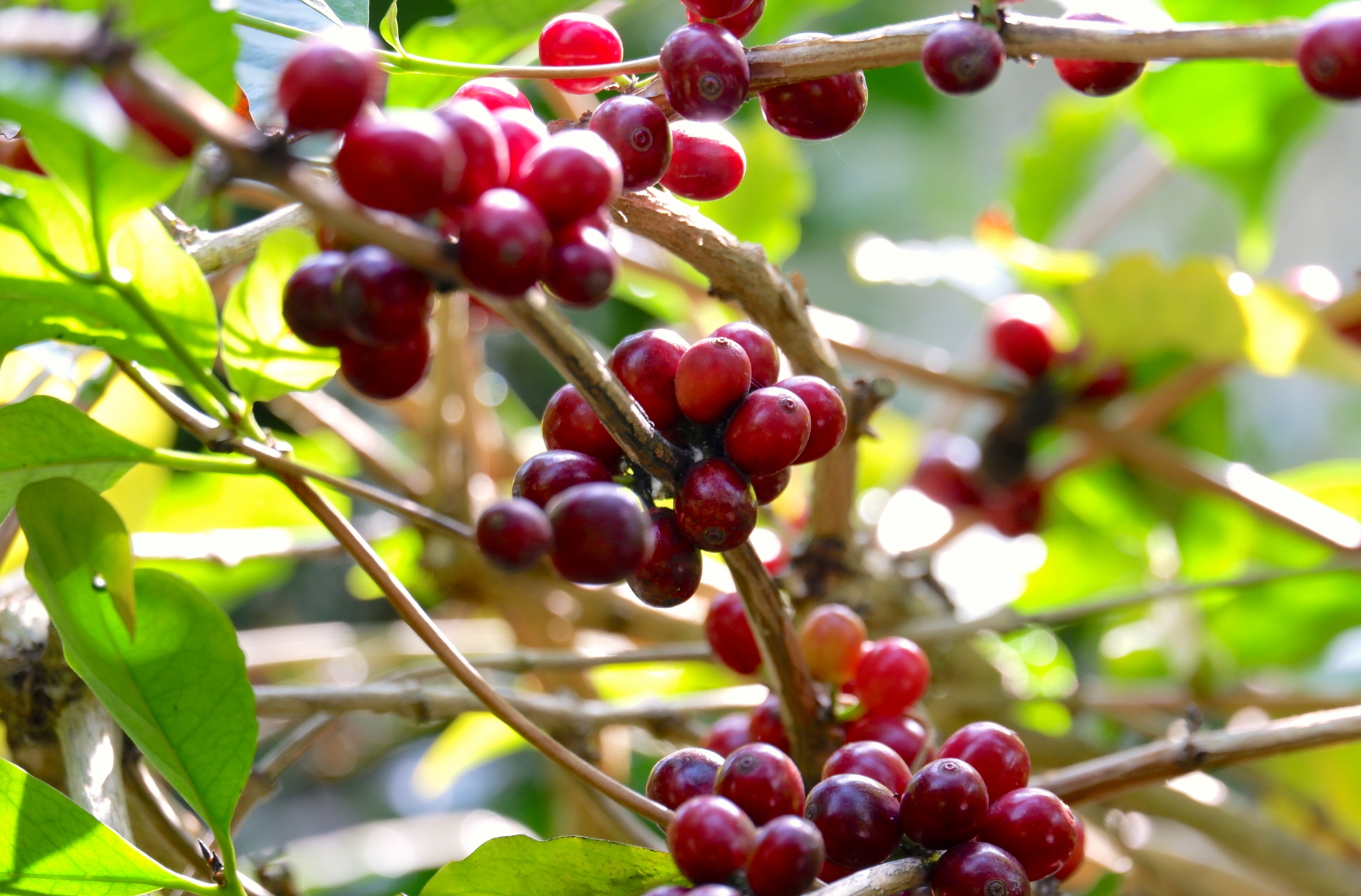 コーヒーの木 収穫